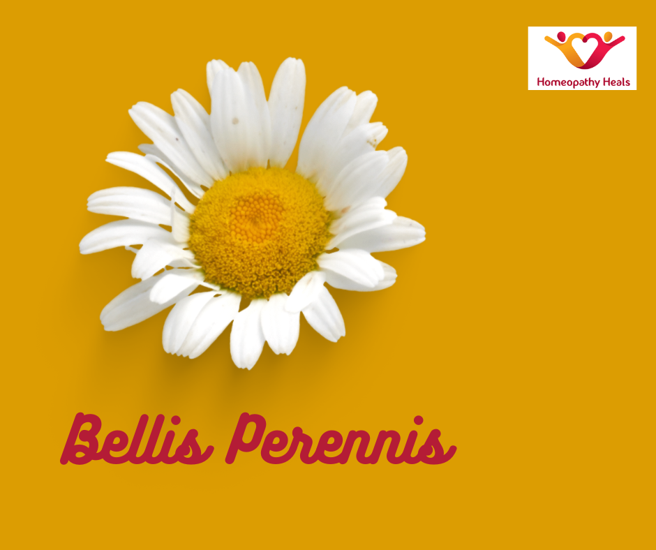 bellis perennis