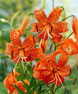 orange flowers