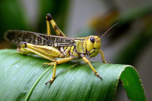 desert locust