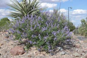 bush of agnus castus