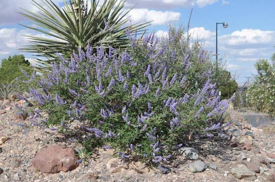 bush of agnus castus